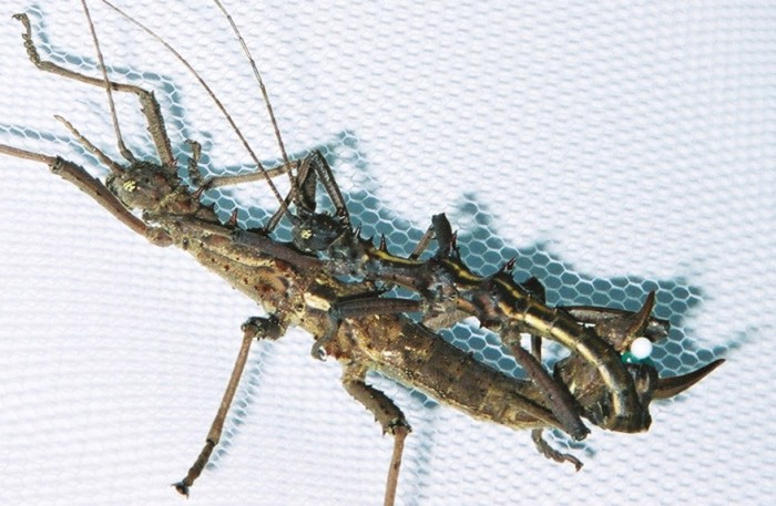 PSG 118 Aretaon asperrimus adult pair mating Copyright © NFord